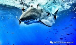 《鲨鱼》全集在线观看,深海猎杀的惊心动魄全纪录